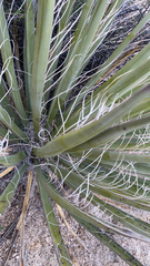 Yucca schidigera