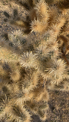 Cylindropuntia echinocarpa