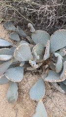 Opuntia basilaris