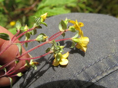 Chaetolepis microphylla