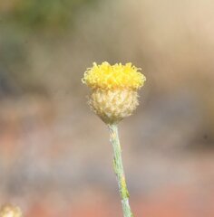 Chrysocephalum eremaeum