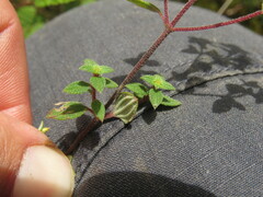Chaetolepis microphylla