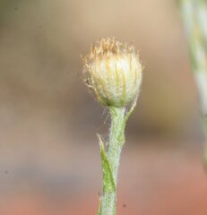 Chrysocephalum eremaeum