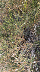 Lepidospartum squamatum