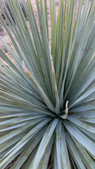 Hesperoyucca whipplei
