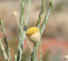 Chrysocephalum eremaeum