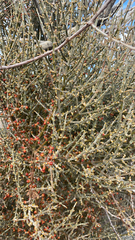 Phoradendron californicum