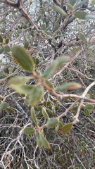 Quercus cornelius-mulleri