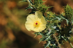 Argemone ochroleuca
