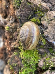 Helminthoglypta