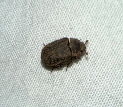 Trogidae