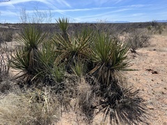 Yucca baccata