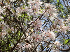 Rhododendron canescens