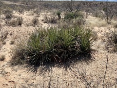 Yucca baccata