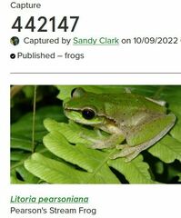 Ranoidea pearsoniana