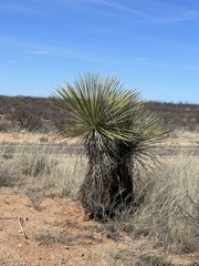 Yucca elata