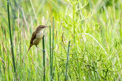 Acrocephalus orientalis