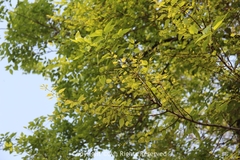 Celtis sinensis
