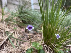 Viola banksii