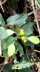 Mussaenda formosanum
