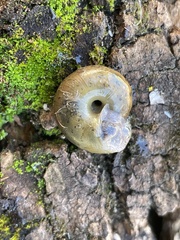 Helminthoglypta