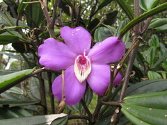 Meriania speciosa