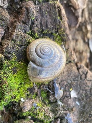Helminthoglypta