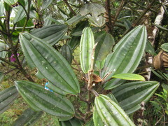 Meriania speciosa