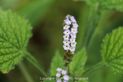 Heliotropium indicum