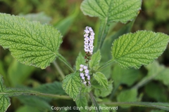 Heliotropium indicum