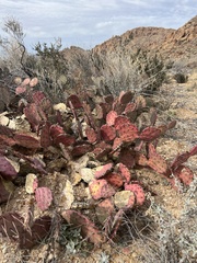 Opuntia azurea