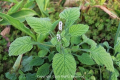 Heliotropium indicum