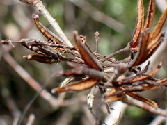 Rhododendron canescens