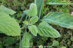 Heliotropium indicum