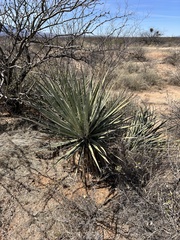 Yucca baccata