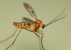 Macrocera