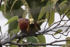 Psarocolius angustifrons