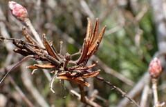 Rhododendron canescens