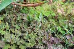 Oxalis corniculata