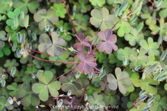 Oxalis corniculata