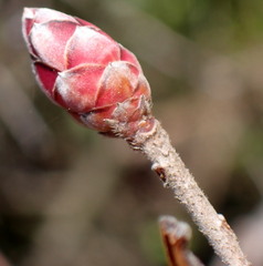 Rhododendron canescens