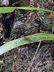 Anolis bahorucoensis