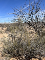 Ephedra trifurca
