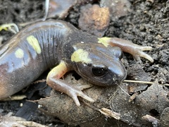 Ensatina eschscholtzii croceater