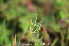 Oxalis corniculata