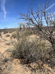 Ephedra trifurca