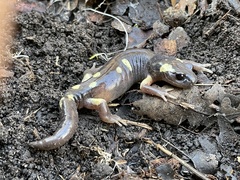 Ensatina eschscholtzii croceater