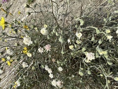 Chaenactis carphoclinia