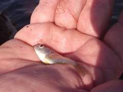 Leiostomus xanthurus