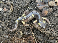 Ensatina eschscholtzii croceater